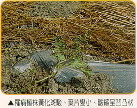 罹病植株黃話斑駁、葉片變小、皺縮呈凹凸狀