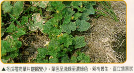 冬瓜罹病葉片皺縮變小，葉色呈淺綠至濃綠色，新梢叢生、直立焦黑狀