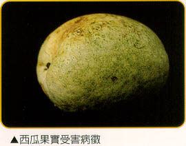 西瓜果實受害病徵