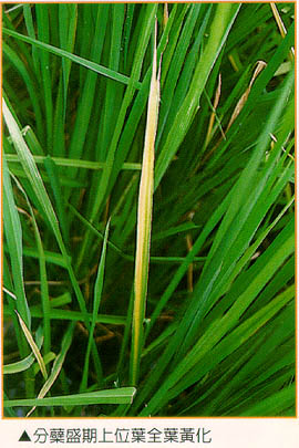 分蘗盛期上位葉全葉黃化