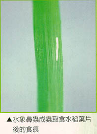 水象鼻蟲成蟲取食水稻葉片後的食痕