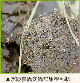 水象鼻蟲幼蟲群集根部狀