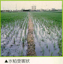 水稻受害狀