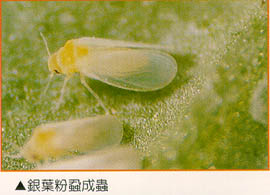銀葉粉蝨成蟲
