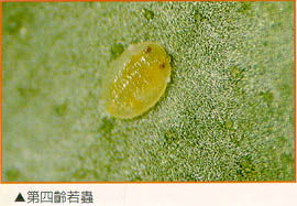第四齡若蟲