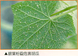 銀葉粉蝨危害胡瓜