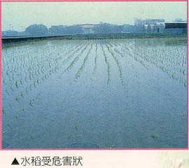 水稻受危害狀