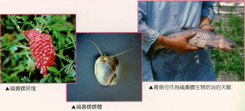 福壽螺卵塊(左)，水稻受危害狀(中)，青魚可作為福壽螺生物防治的天敵(右)