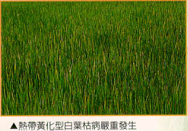 熱帶黃化型白葉枯病嚴重發生