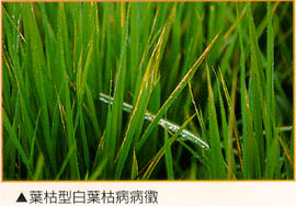 葉枯型白葉枯病病徵