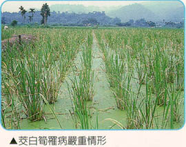 茭白筍罹病嚴重情形