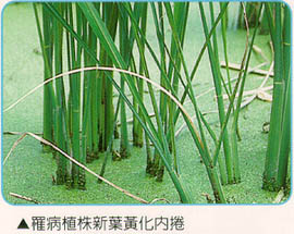 罹病植株新葉黃化內捲