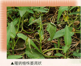 罹病植株萎凋狀