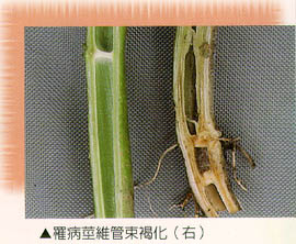 罹病莖維管束褐化(右)