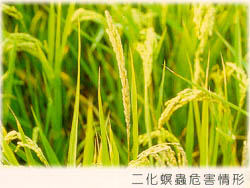 二化螟蟲危害情形