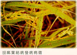胡麻葉枯病發病病徵