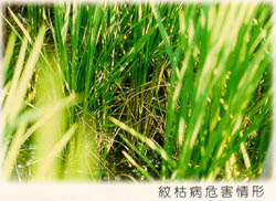 紋枯病危害情形