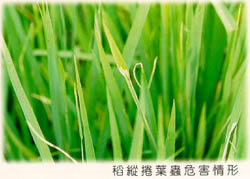 稻縱捲葉蟲危害情形