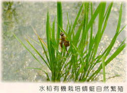 水稻有機栽培蜻蜓自然繁殖
