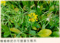 種植綠肥亦可豐富生態系