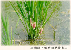 福壽螺下蛋繁殖數量驚人