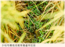 水稻有機栽培雜草應儘早防除