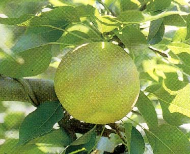 良好的果園管理,可帶來豐厚的利潤(謝慶芳攝) 良好的果園管理,可帶來豐厚的利潤(謝慶芳攝)