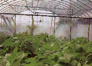 噴藥架於作物間行進並噴藥情形