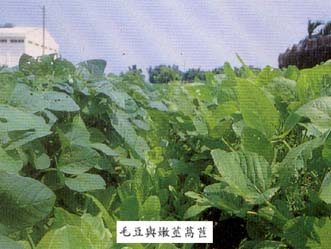 毛豆與嫩莖萵苣