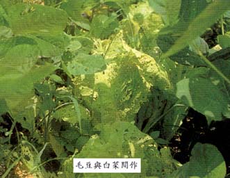 毛豆與白菜間作