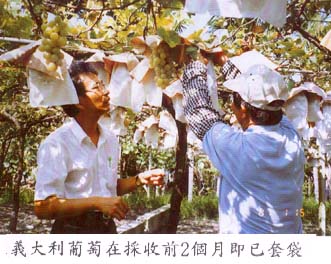義大利葡萄在採收前2個月即已套袋