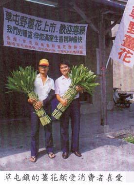 草屯鎮的薑花頗受消費者喜愛