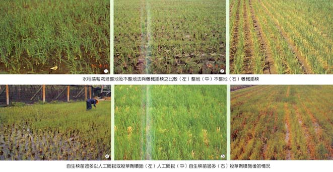 中部地區水稻落粒栽培之介紹