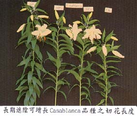 長期遮陰可增長Casablanca品種之切花長度
