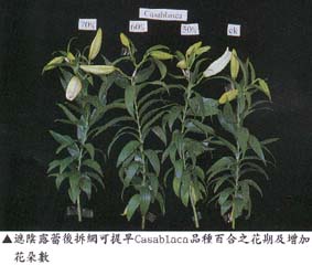 遮陰露蕾後拆網可提早Casablaca品種百合之花期及增加花朵數