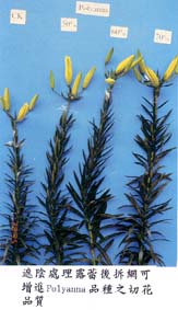 遮陰處理露蕾後拆網可增進Polyanna品種之切花品質