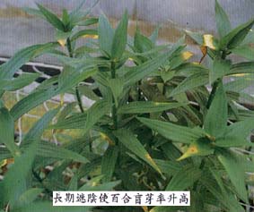 長期遮陰使百合盲芽率升高