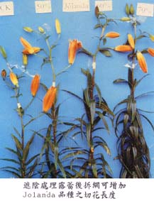 遮陰處理露蕾後拆網可增加Jolanda品種之切花長度