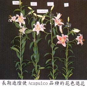 長期遮陰使Acapulco品種的花色退花