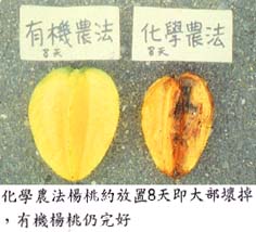 化學農法楊桃約放置8天即大部壞掉，有機楊桃仍完好
