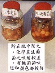 貯在瓶中聞之，化學農法葡萄之味道較差，有機葡萄味道和顏色都較好