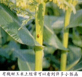 有機甜玉米上經常可以看到許多小瓢蟲