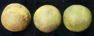 圖二、西施柚遭受銹蜱為害變為黑柑，結果期注意噴射可濕性硫黃粉或石灰硫黃合劑(硫黃精)可以防治