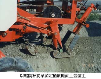 以鴨嘴杯將菜苗定植於硅面上並覆土