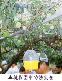 桃樹園中的誘殺合