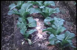 蔬菜園施肥過量，且設有露土，肥效將降低 (19687 bytes)