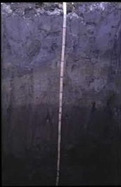 合理化施肥應考慮土壤刻面特性(9731 bytes)