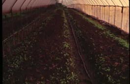 設施內施肥不當，土壤累積肥料鹽致使落葉發芽受阻(12482 bytes)