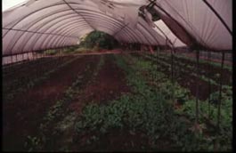 設施內累積肥料鹽土壤，因塑膠布破損，反而使蔬菜發芽率提高(13414 bytes)