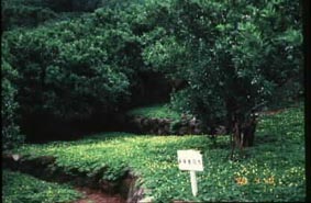 苕子生長迅速於短期間內全面覆蓋果園地被，減少雜草滋生，以達保水、保肥效果增加果園土壤肥力。苕子為果園草生栽培覆蓋極佳之綠肥作物